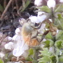 Apis mellifera image