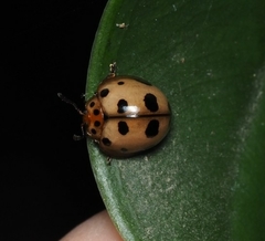 Cyclotoma formosana