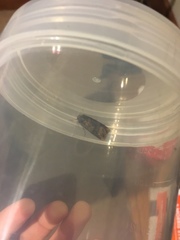 Agrotis ipsilon