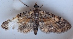 Eupithecia palpata