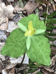 Trillium luteum
