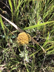 Helichrysum auriceps