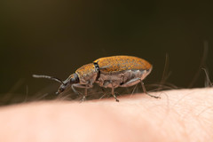 Mycterus curculioides