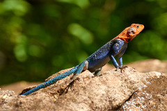 Agama dodomae