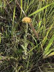 Helichrysum auriceps
