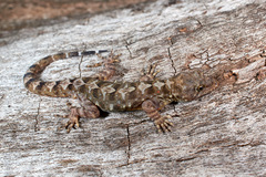 Ancylodactylus dickersonae