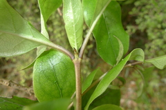 Coprosma tenuifolia