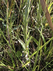 Helichrysum auriceps
