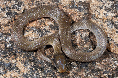 Red-Lipped Snake photo 1
