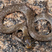 Red-lipped Snake - Photo (c) michelemenegon, some rights reserved (CC BY-NC), uploaded by michelemenegon