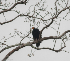 Cathartes melambrotus