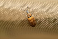 Mycterus curculioides