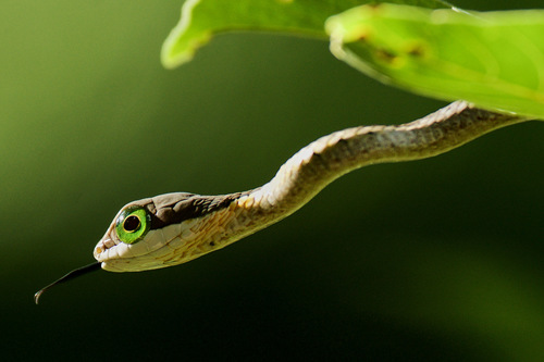 Photo of a Boomslang (Dispholidus typus)