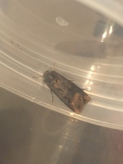 Agrotis ipsilon