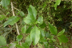 Coprosma tenuifolia
