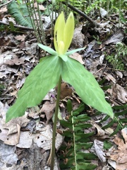 Trillium luteum
