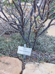 Pelargonium desertorum