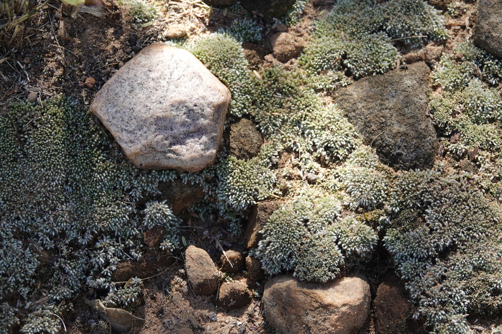 mosses-from-murrayfield-pretoria-0184-south-africa-on-may-02-2021