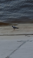 Chroicocephalus ridibundus