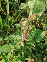 Lamiaceae