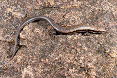 Panaspis