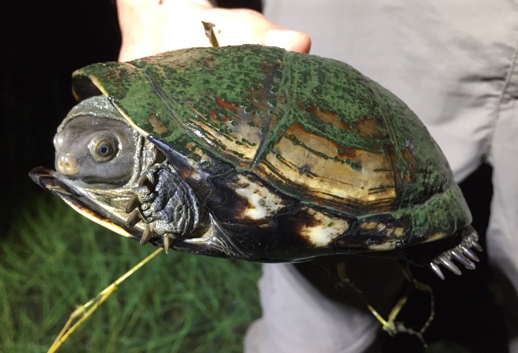 Tanzanian Helmeted Terrapin from Babati, Manyara, Tanzania on December ...