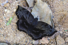 Achlyodes busirus rioja