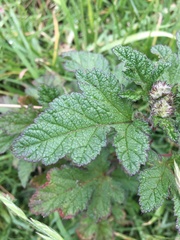 Fuertesimalva limensis