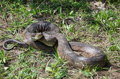 Python natalensis