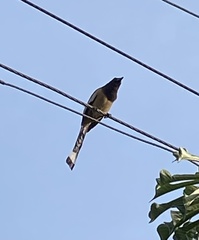 Dendrocitta vagabunda