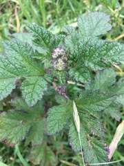 Fuertesimalva limensis