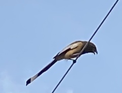 Dendrocitta vagabunda