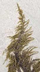 Sargassum muticum