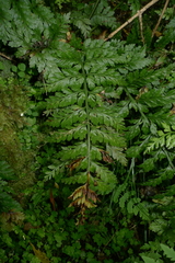 Asplenium gracillimum