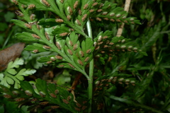 Asplenium gracillimum