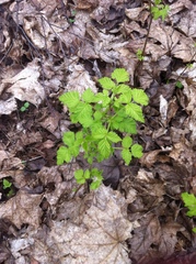 Rubus idaeus