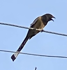 Dendrocitta vagabunda
