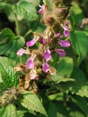 Lamiaceae