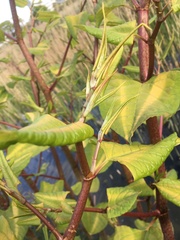 Reynoutria japonica