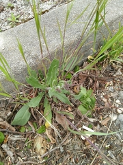 Anchusa officinalis