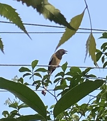 Dendrocitta vagabunda