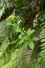 Senecio rufiglandulosus