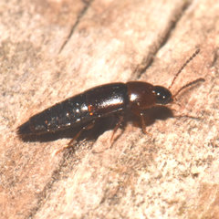 Tachinus corticinus