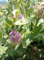 Asteraceae