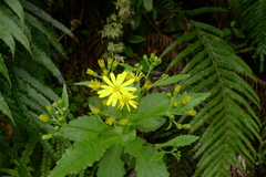 Senecio rufiglandulosus