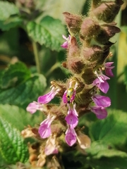Lamiaceae