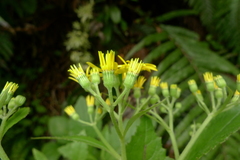Senecio rufiglandulosus