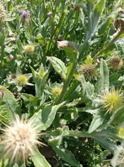 Asteraceae