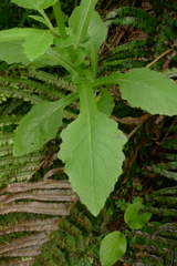 Senecio rufiglandulosus