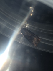 Agrotis ipsilon